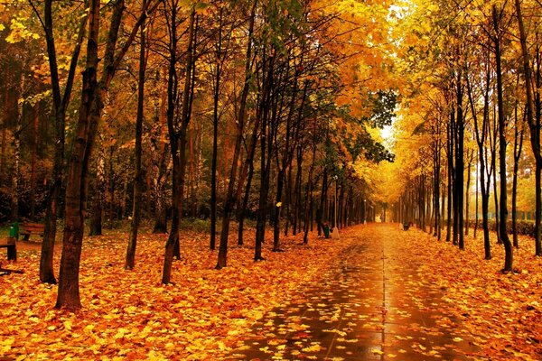 Parque de otoño en tonos naranja