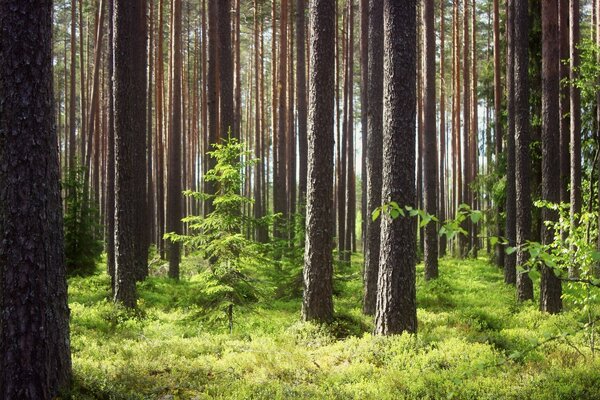 Pinos altos en el bosque verde