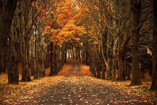 Forest road in autumn with yellow leaves