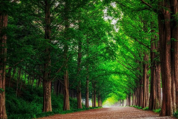 Angolo di paradiso che aggiorna passeggiata