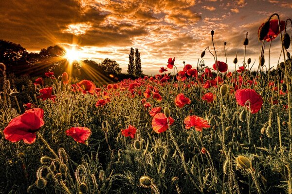 Champ de coquelicots. Soleil sortant