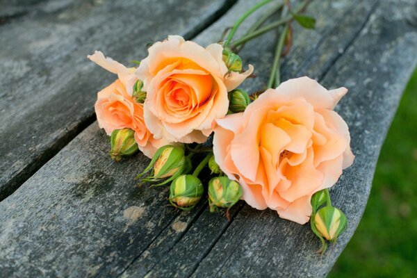 Delicate orange roses with unopened buds are lying on a bench