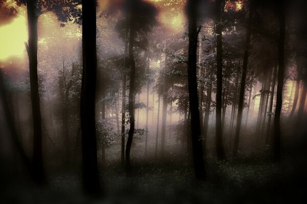 Beau brouillard gris dans la forêt