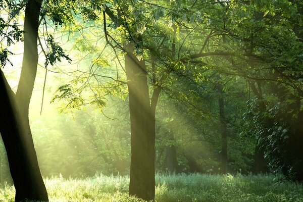 El sol ilumina el bosque verde