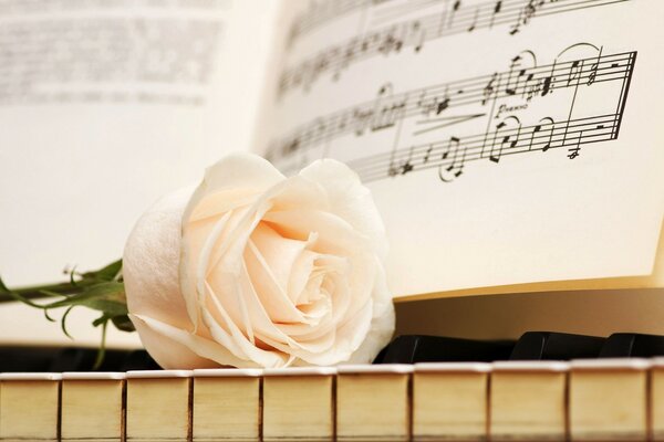 A white rose bud on the piano keys