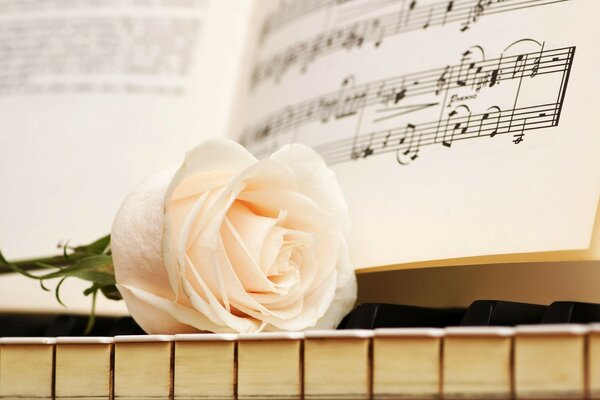 Бутон белой розы на клавишах пианино