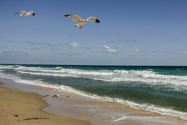 Gabbiani in volo vicino alla riva del mare