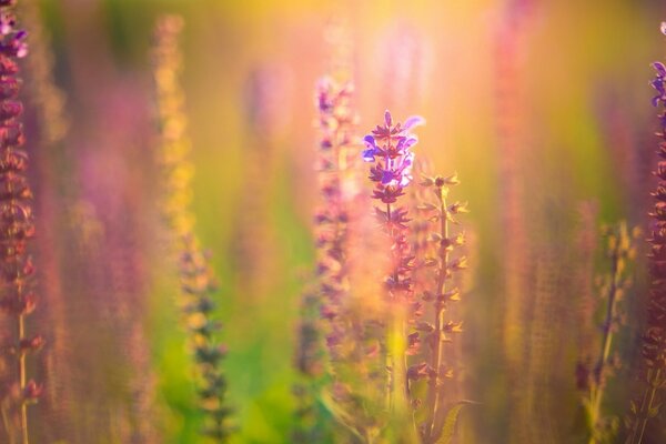 Large-format wallpaper with flowers