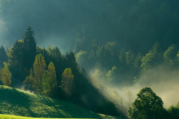 Vista de la mañana de las montañas, la niebla, los bosques
