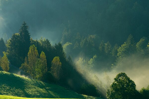 Vue matinale des montagnes, brouillard, forêt