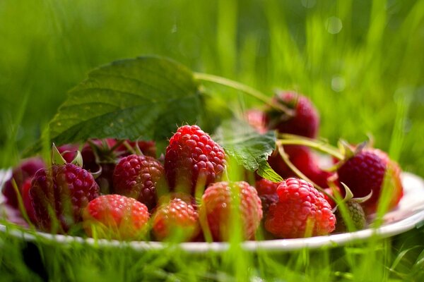 A plate of raspberries in the summer grass