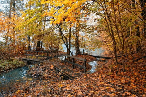 Herbstliche Landschaft, Blick auf den Herbstwald mit einem Teppich aus gefallenem Laub und einer Holzbrücke über einen Bach