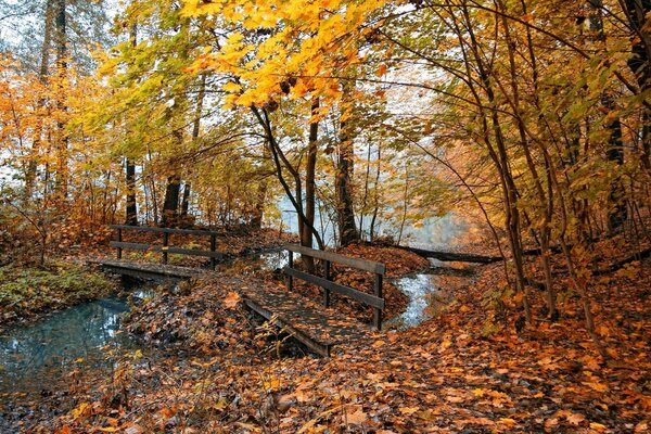 Paesaggio autunnale, vedute della foresta autunnale con un tappeto di lettiera e un ponte di legno sul torrente