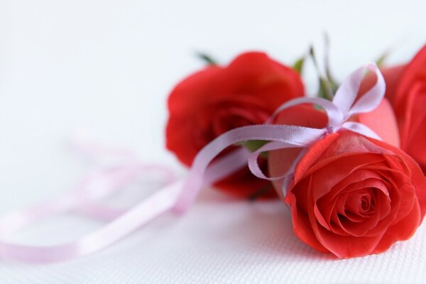 Rose rosse su carta da parati