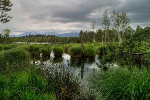 Pantano en Dalí berevya