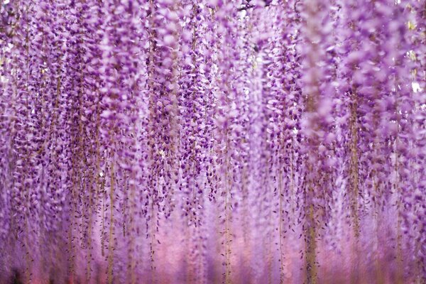 Hanging flower gardens of purple color