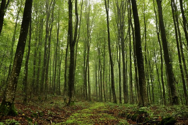 Grands arbres dans la forêt