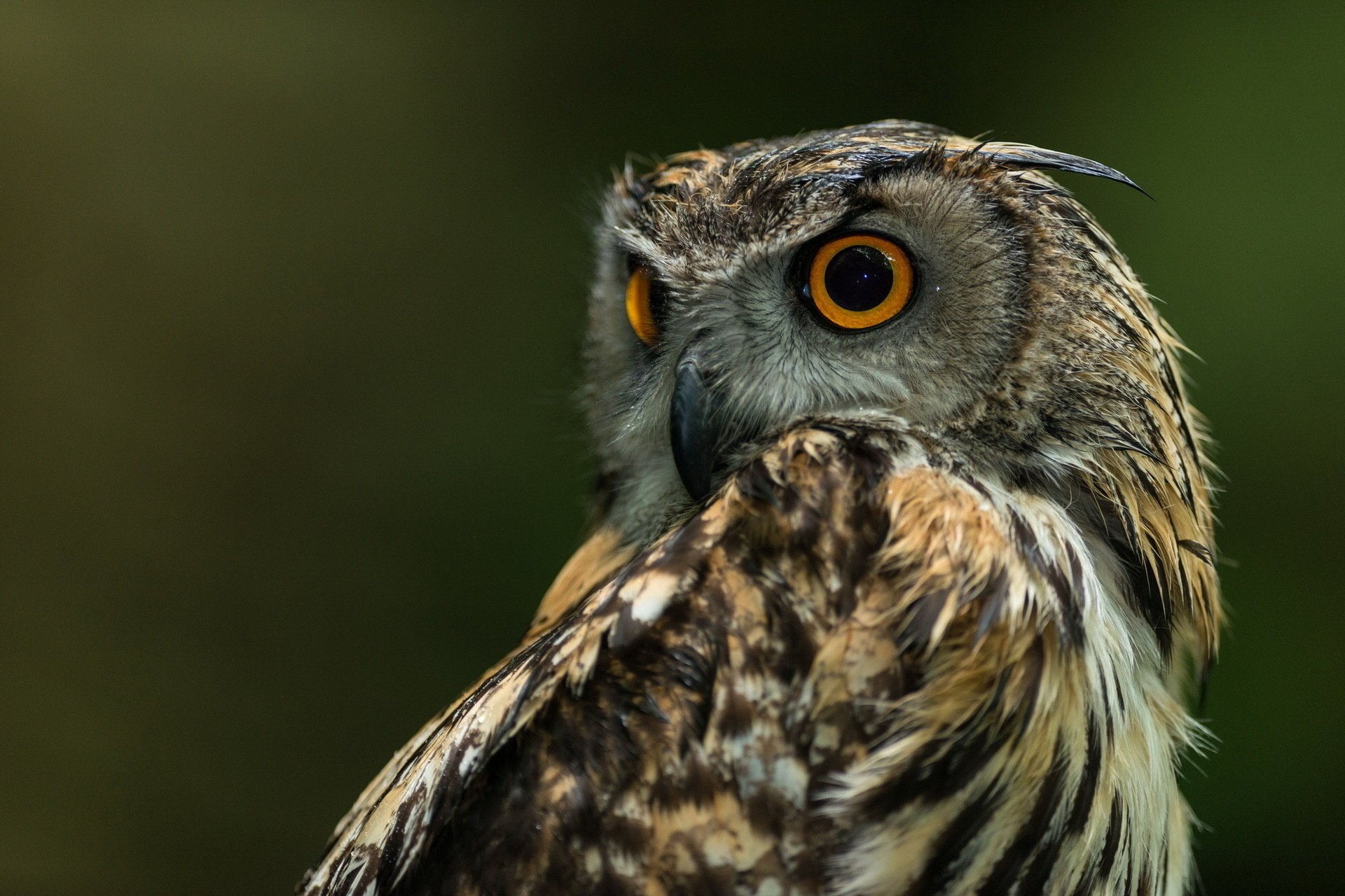 gufo uccello sfondo natura