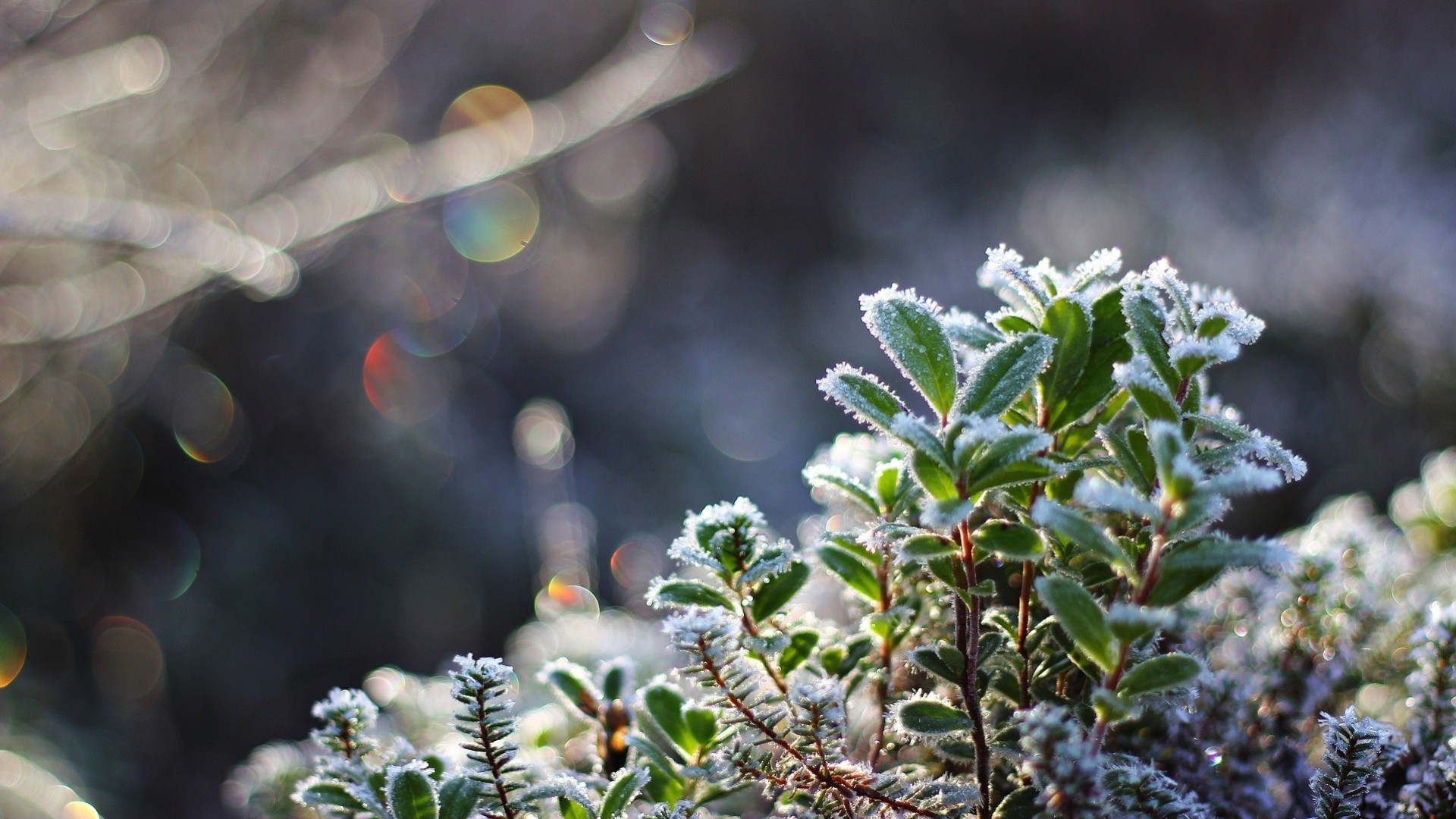 heet cool crystals snow close up plant frost