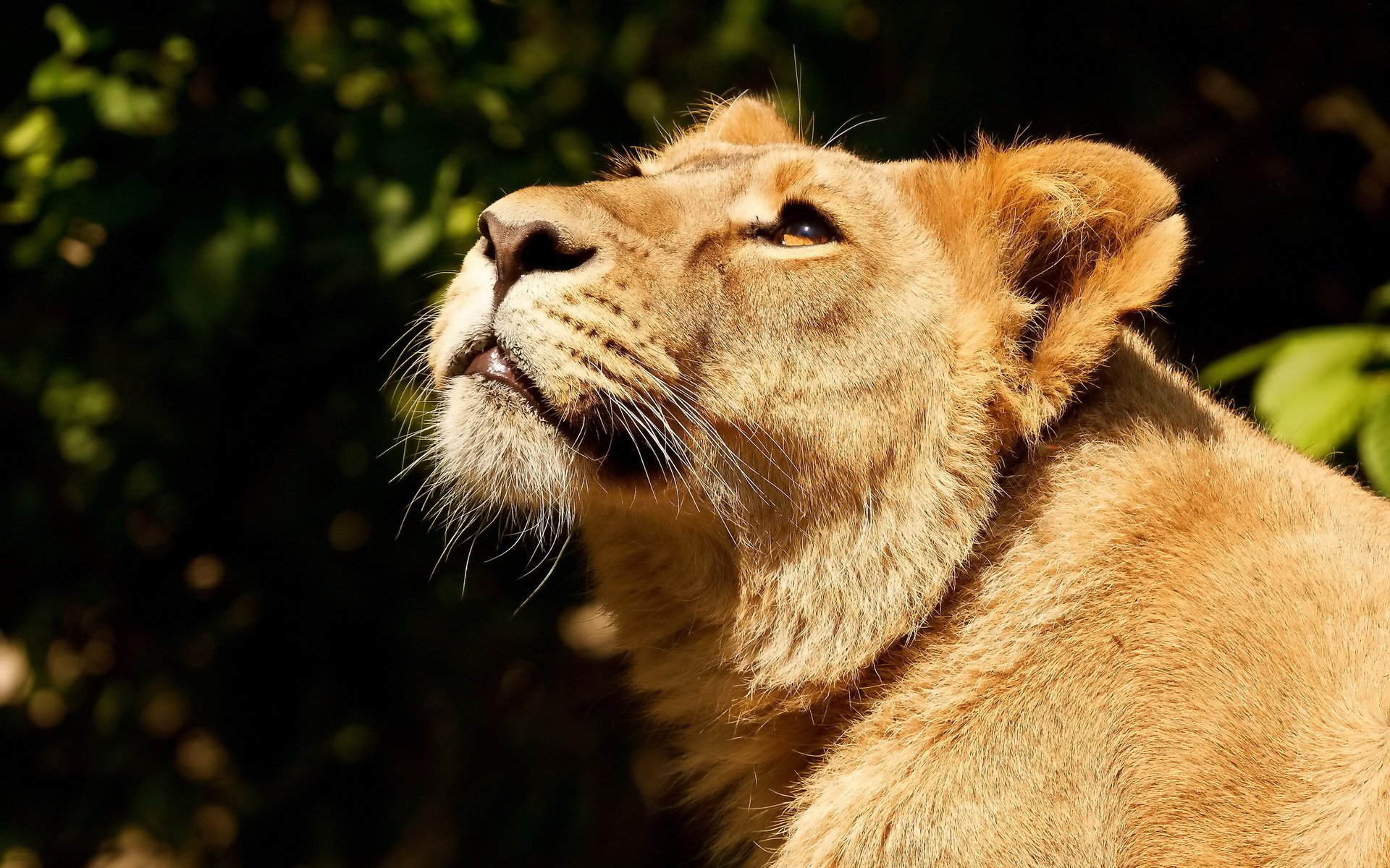 leo face predator lioness looking up