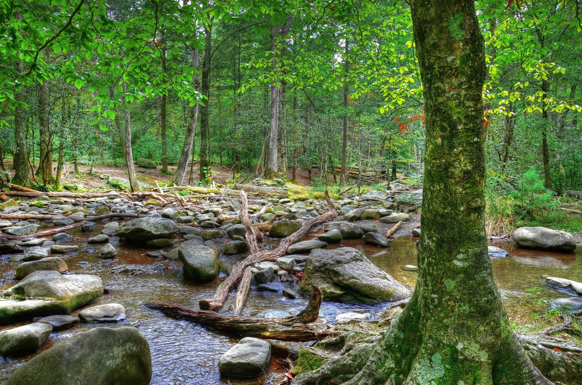 pietre paesaggio fiume natura alberi foresta