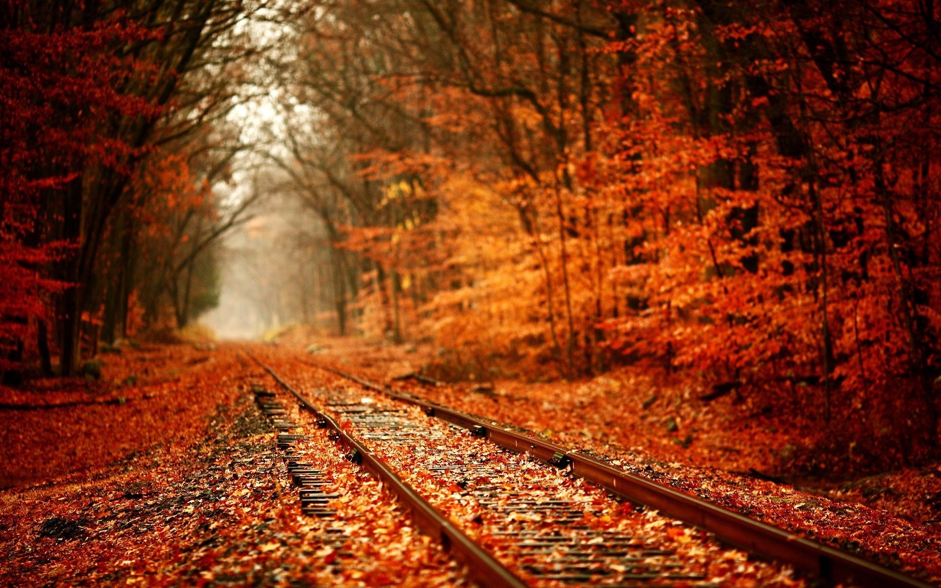 otoño ferrocarril bosque