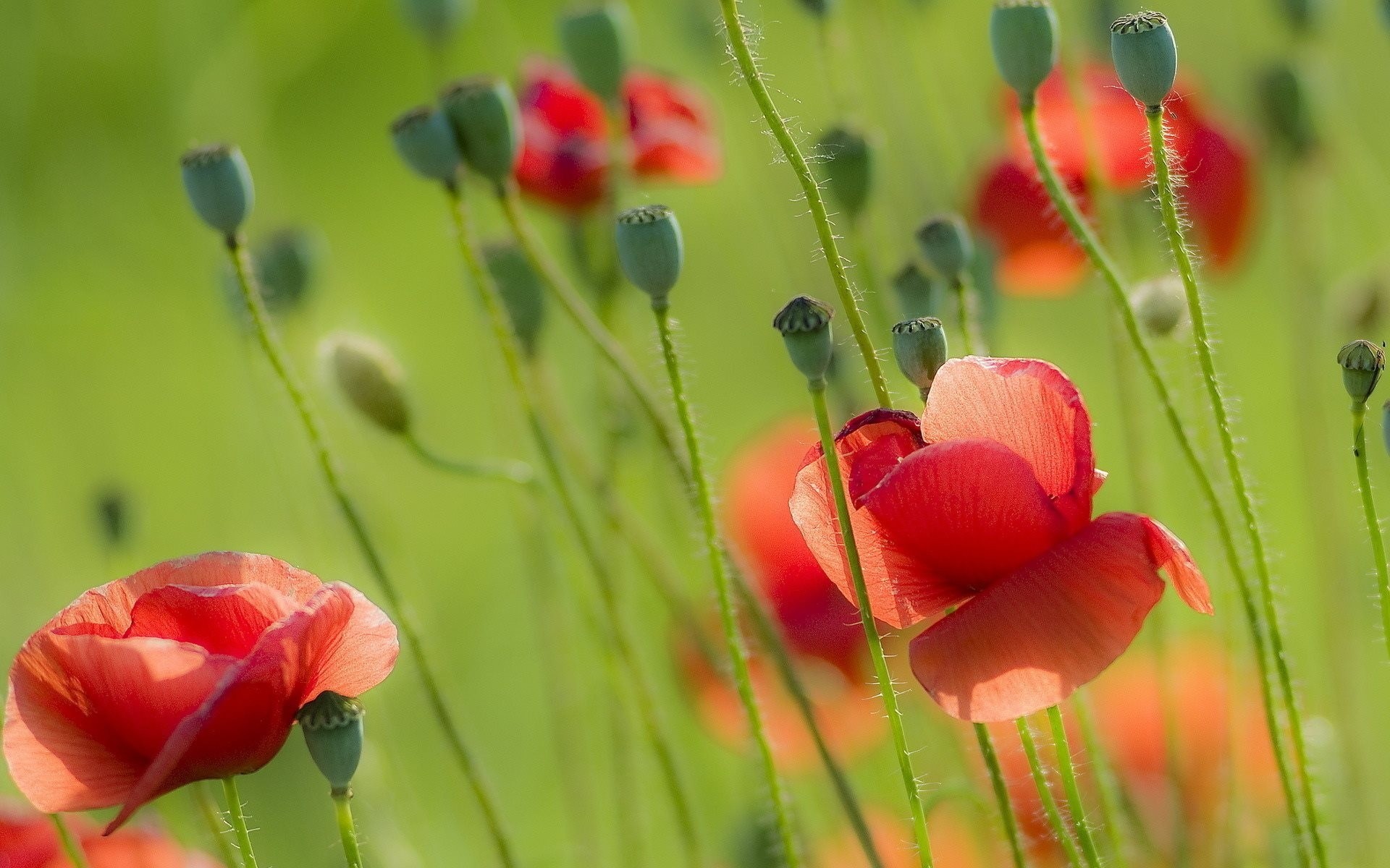 nature summer poppies field summer