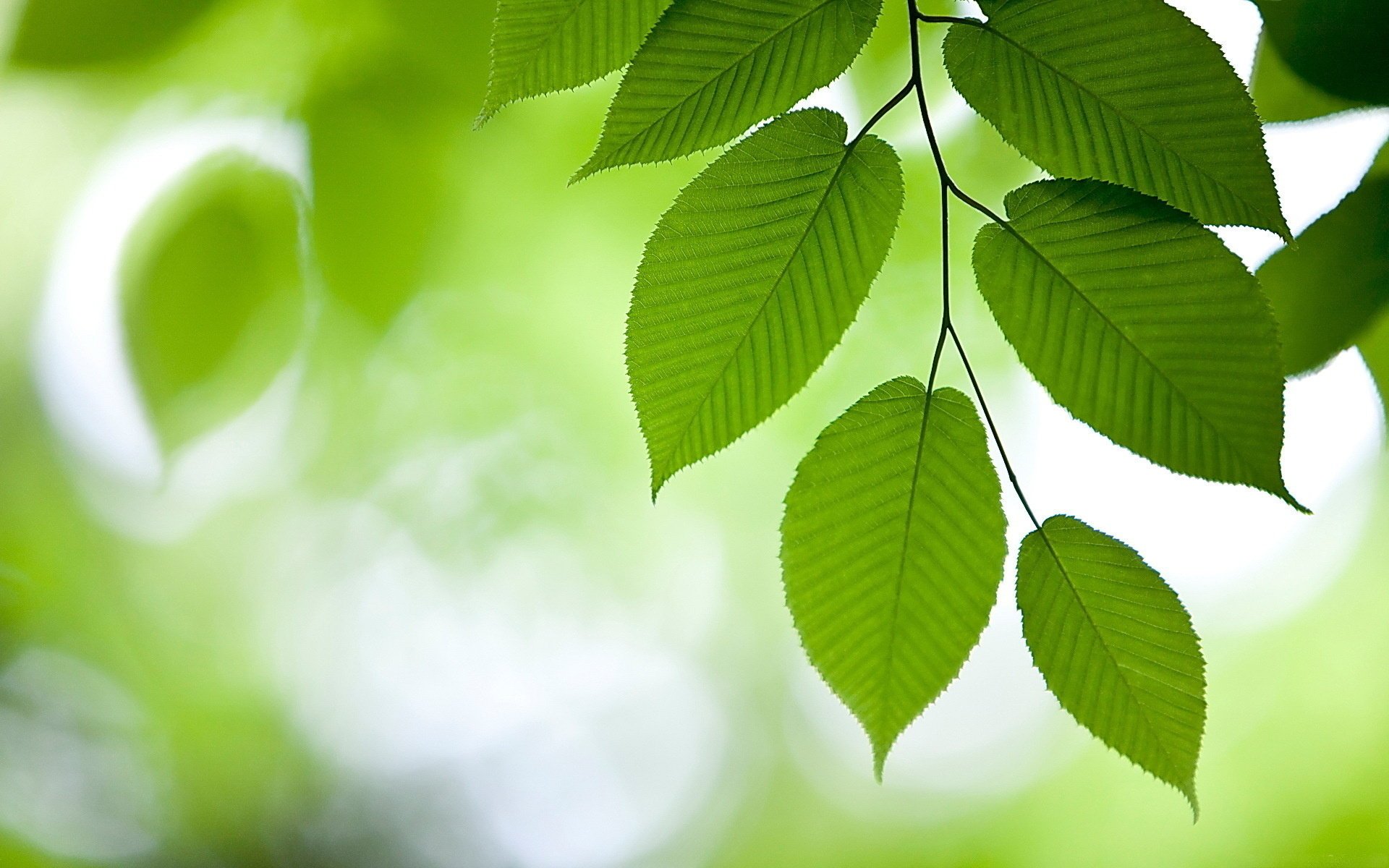 orme feuillage branche fond vert