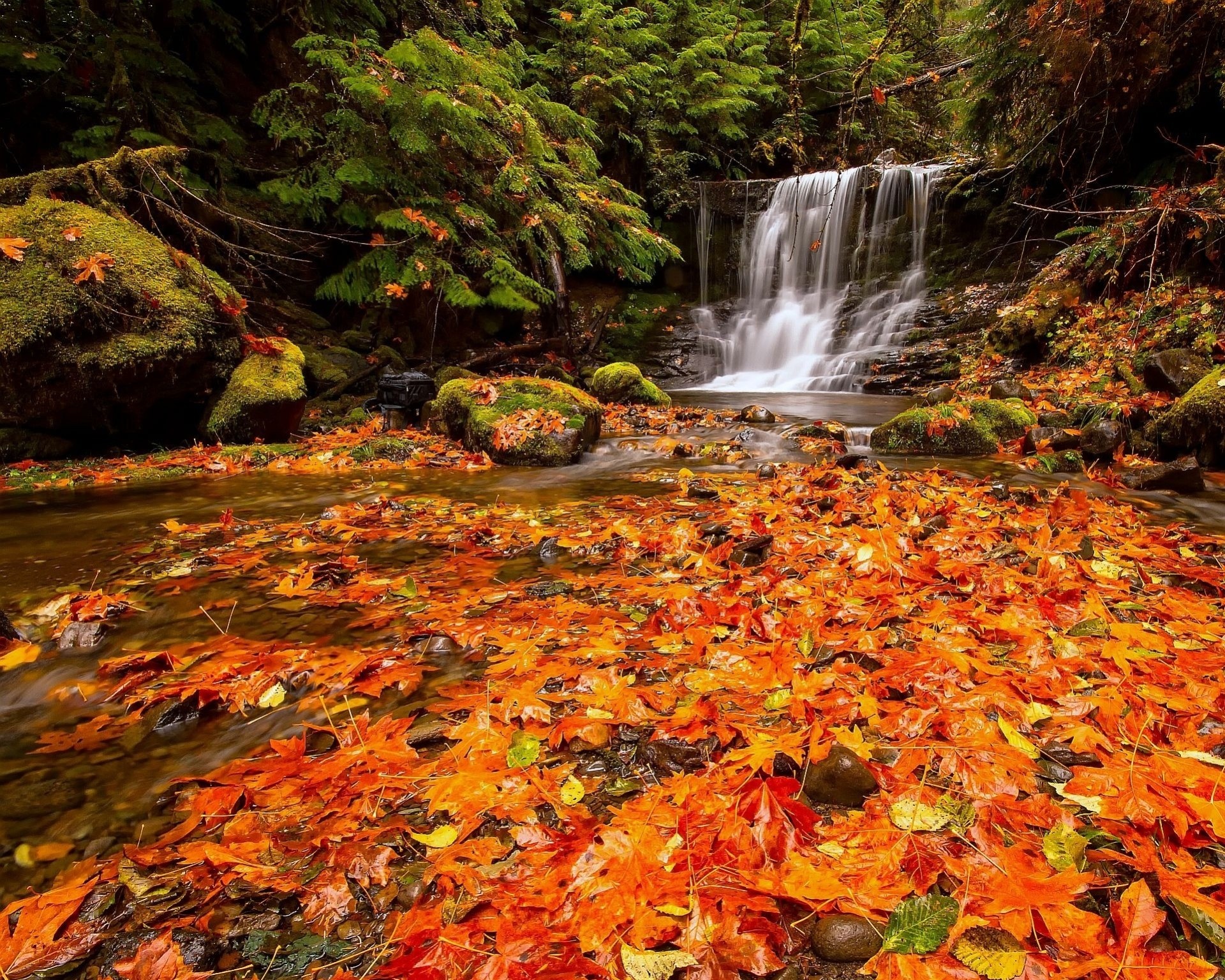 pietre foglia cascata natura foresta autunno