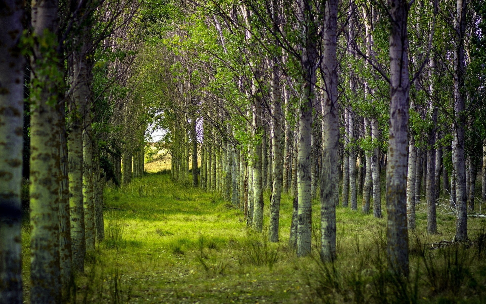 été arbres forêt nature