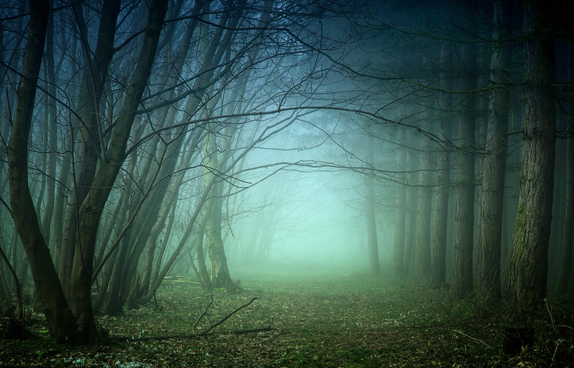 nebel bäume landschaft wald