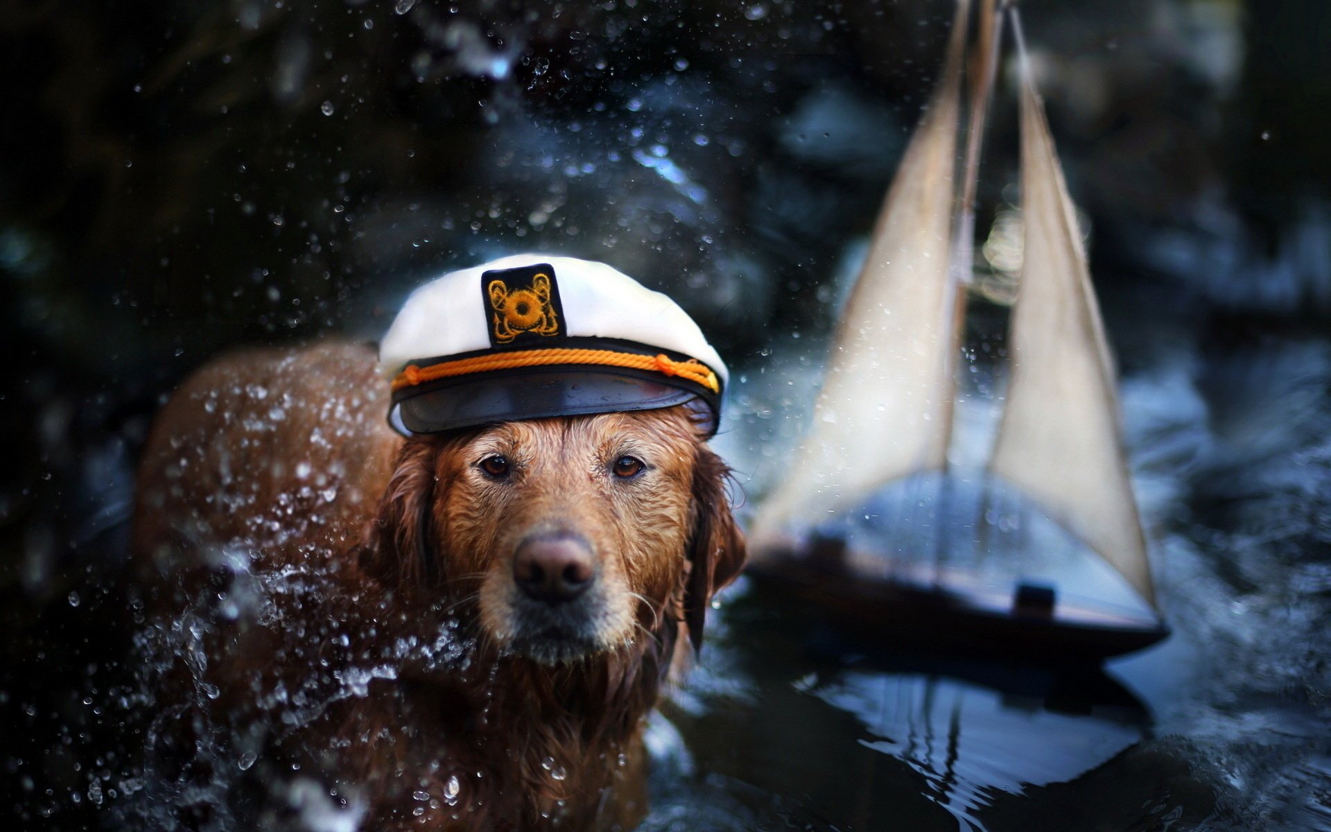 cane capitano sfondo