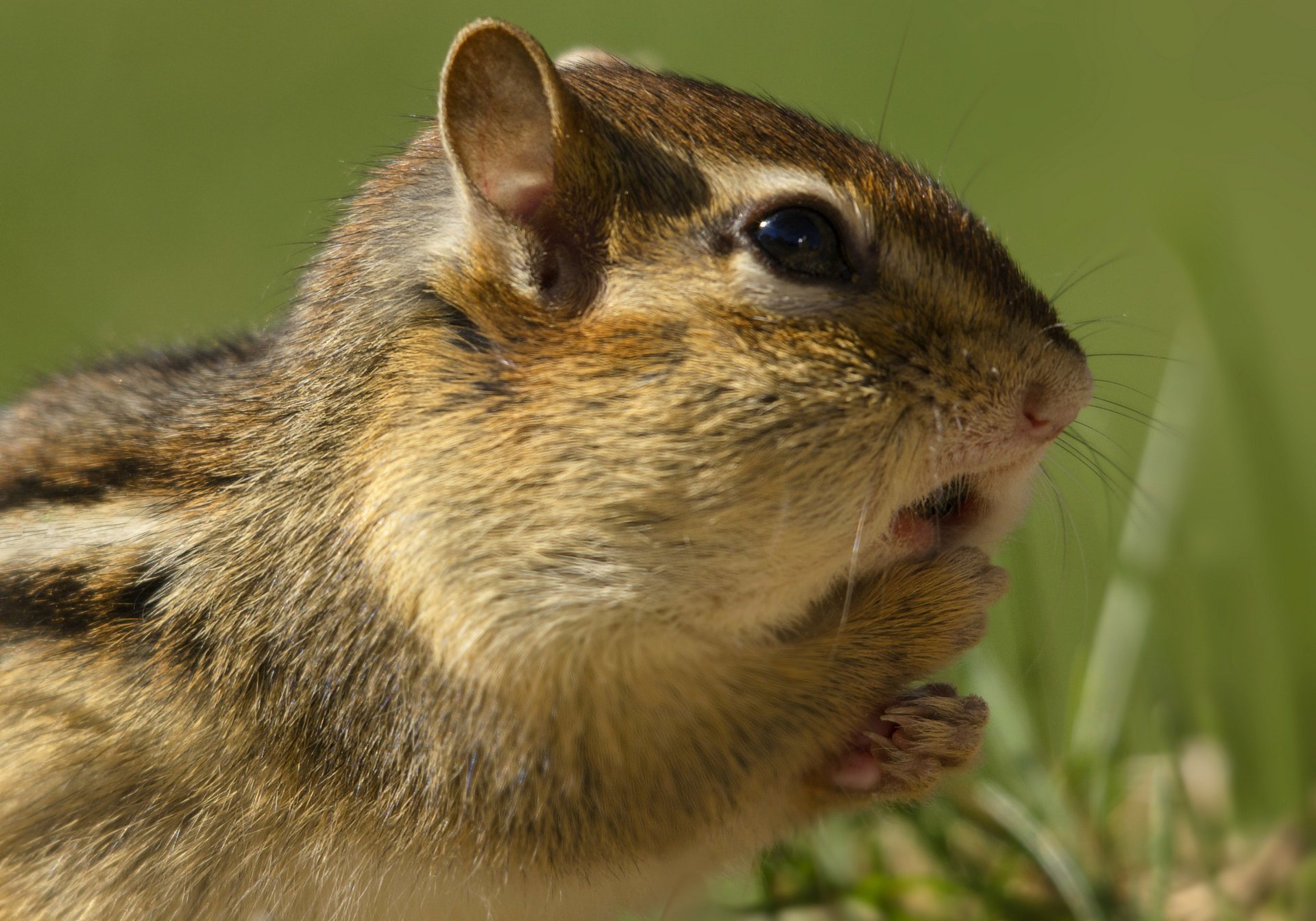 chipmunk rodent chipmunk erba erba roditore