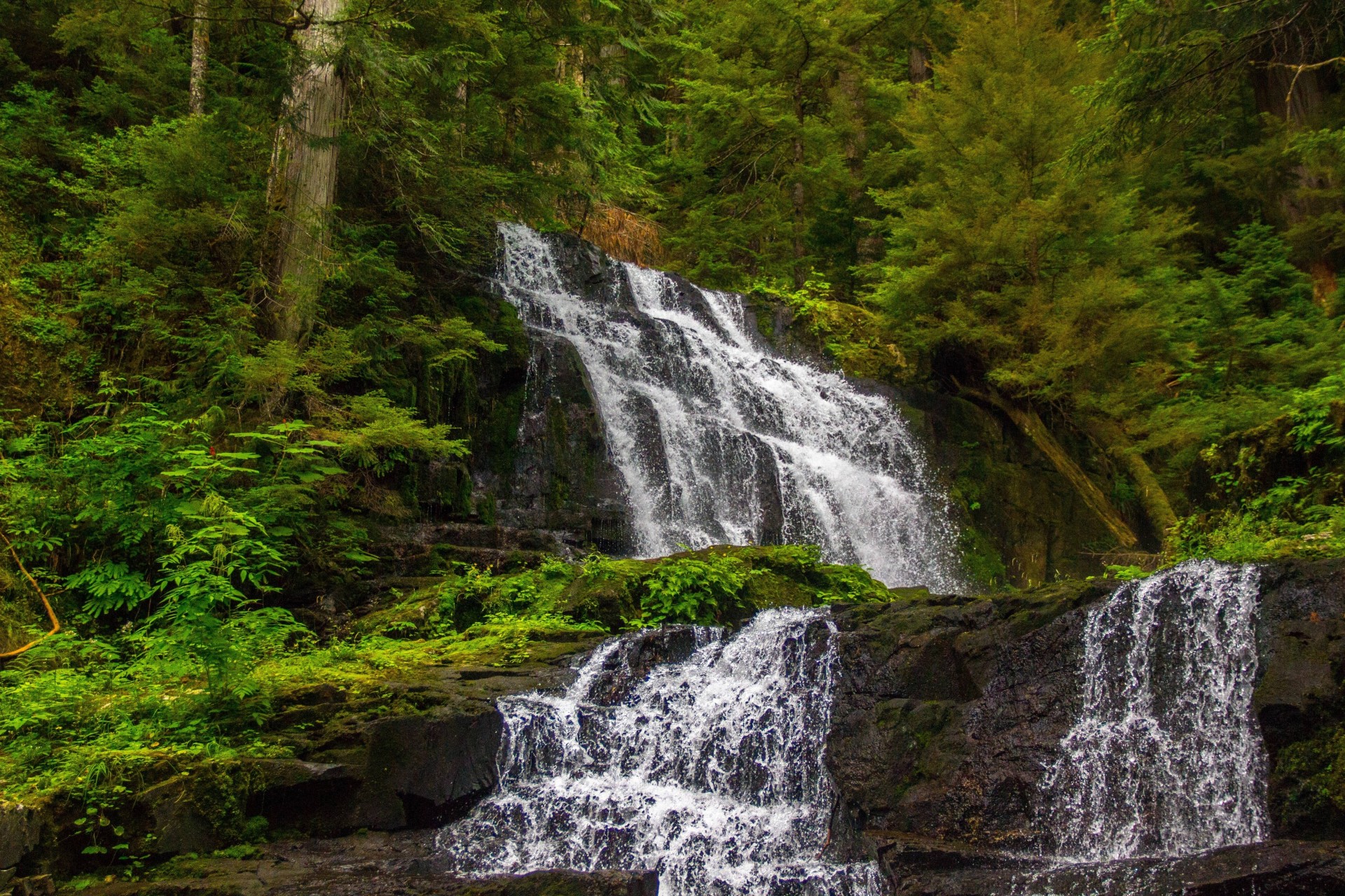 alberi foresta cascata cascata natura