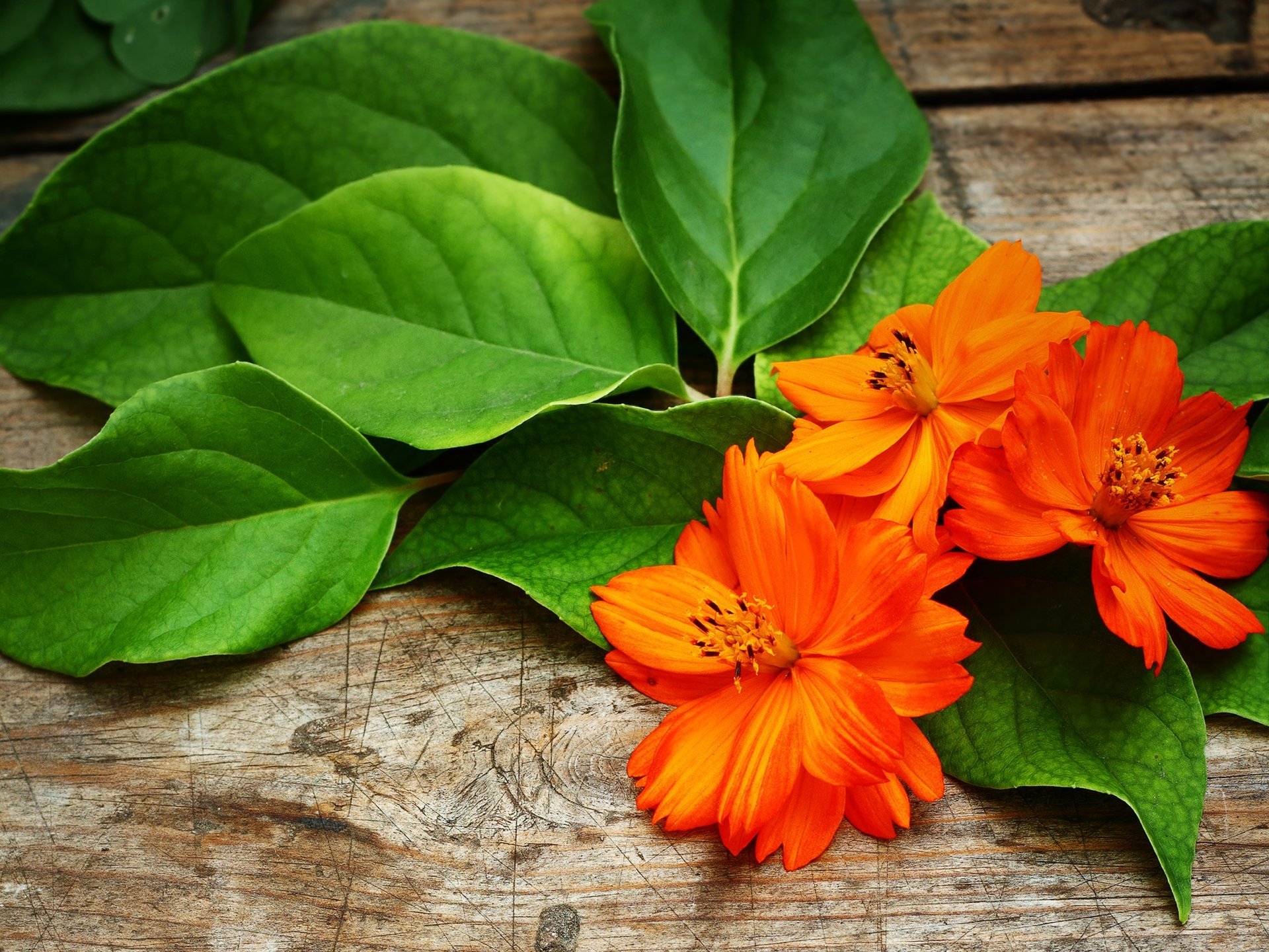 flowers petals kosmeya orange leave