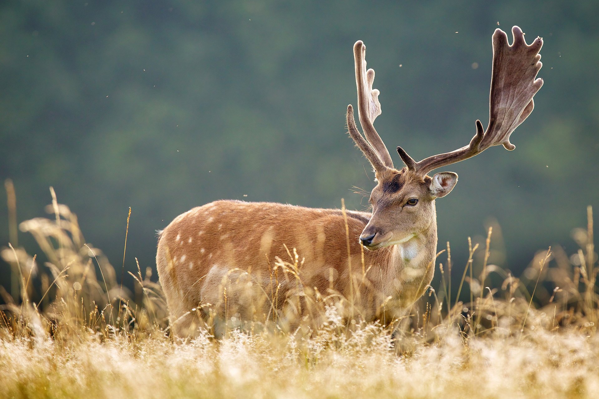 deer nature horns gra