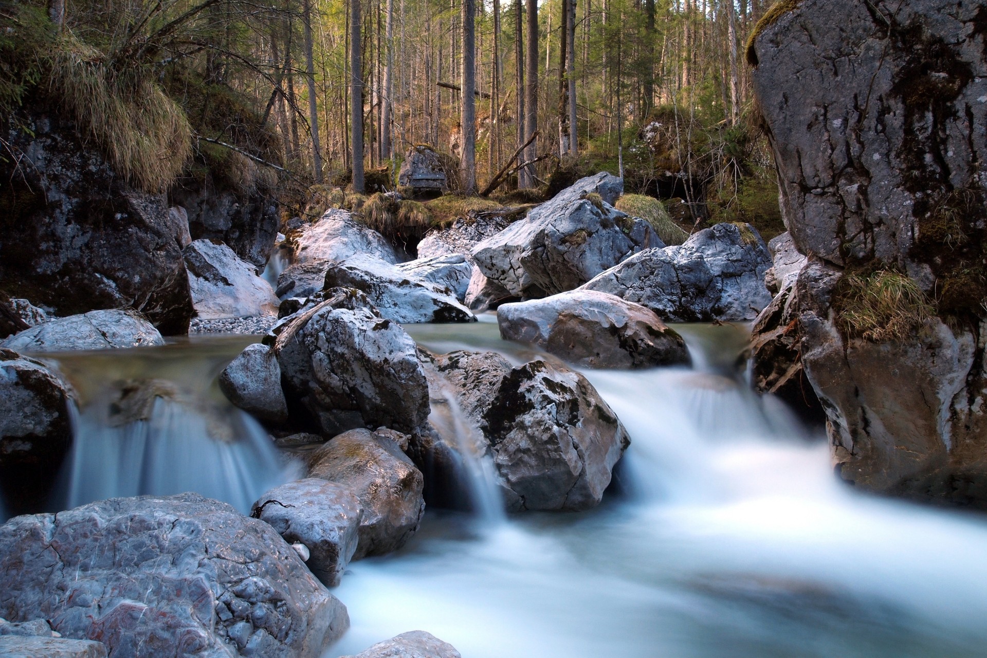 tones forest river nature