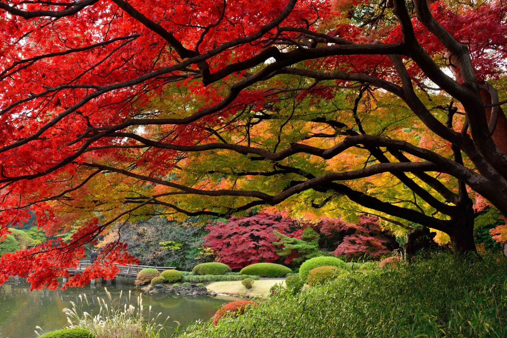 tokyo japanese garden japan