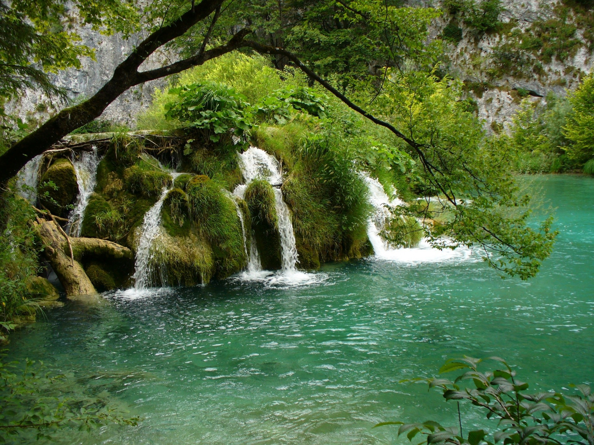 alberi fiume natura