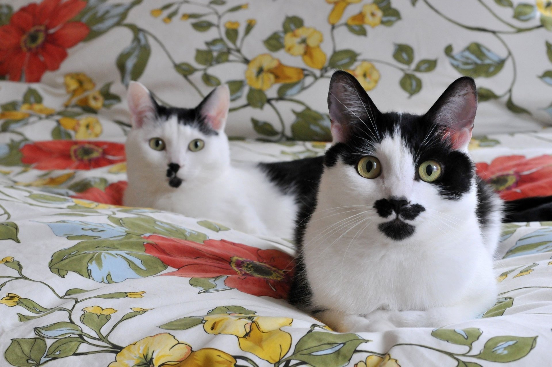 black and white blanket faces cat