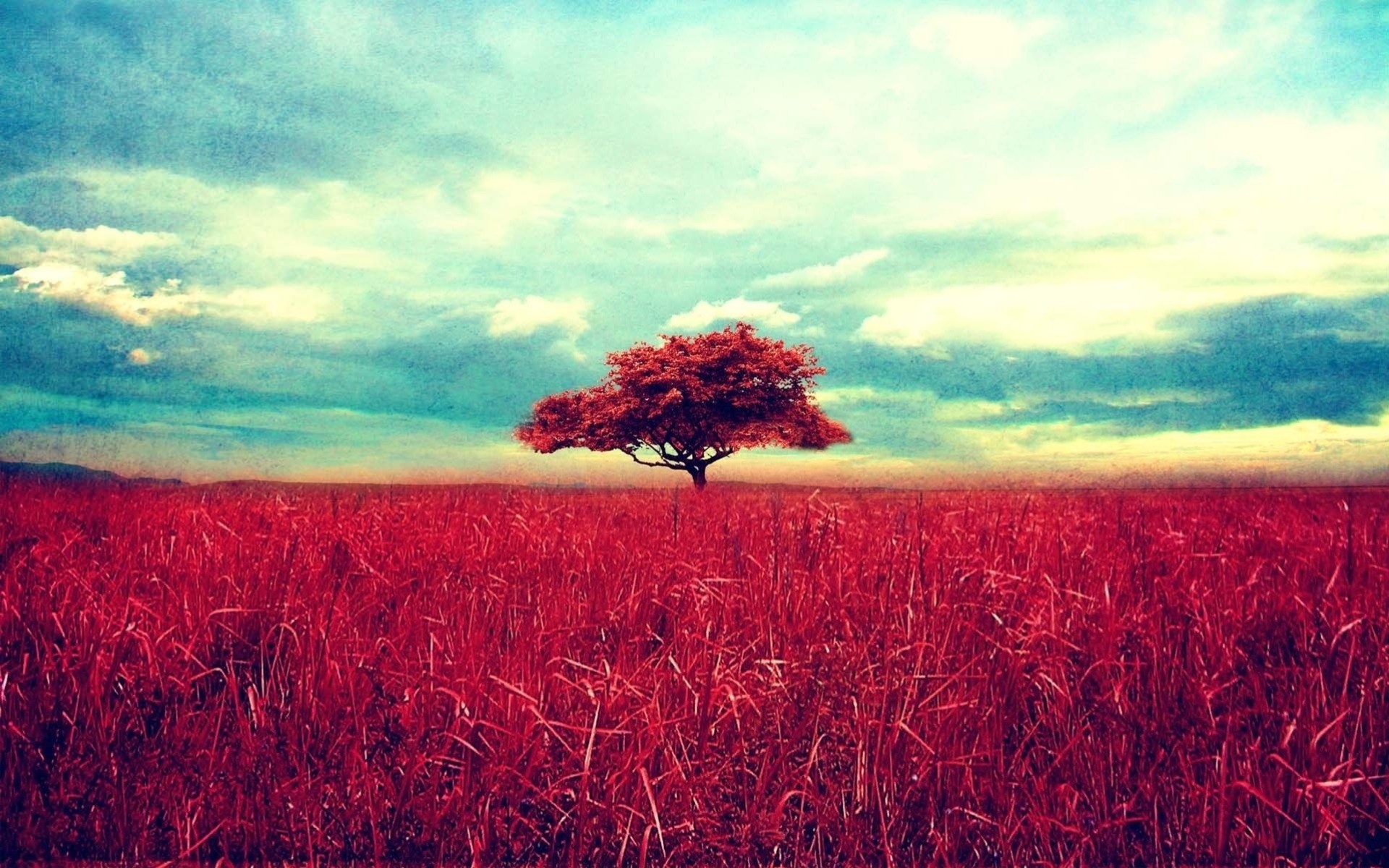 paisaje árbol naturaleza hierba cielo nubes