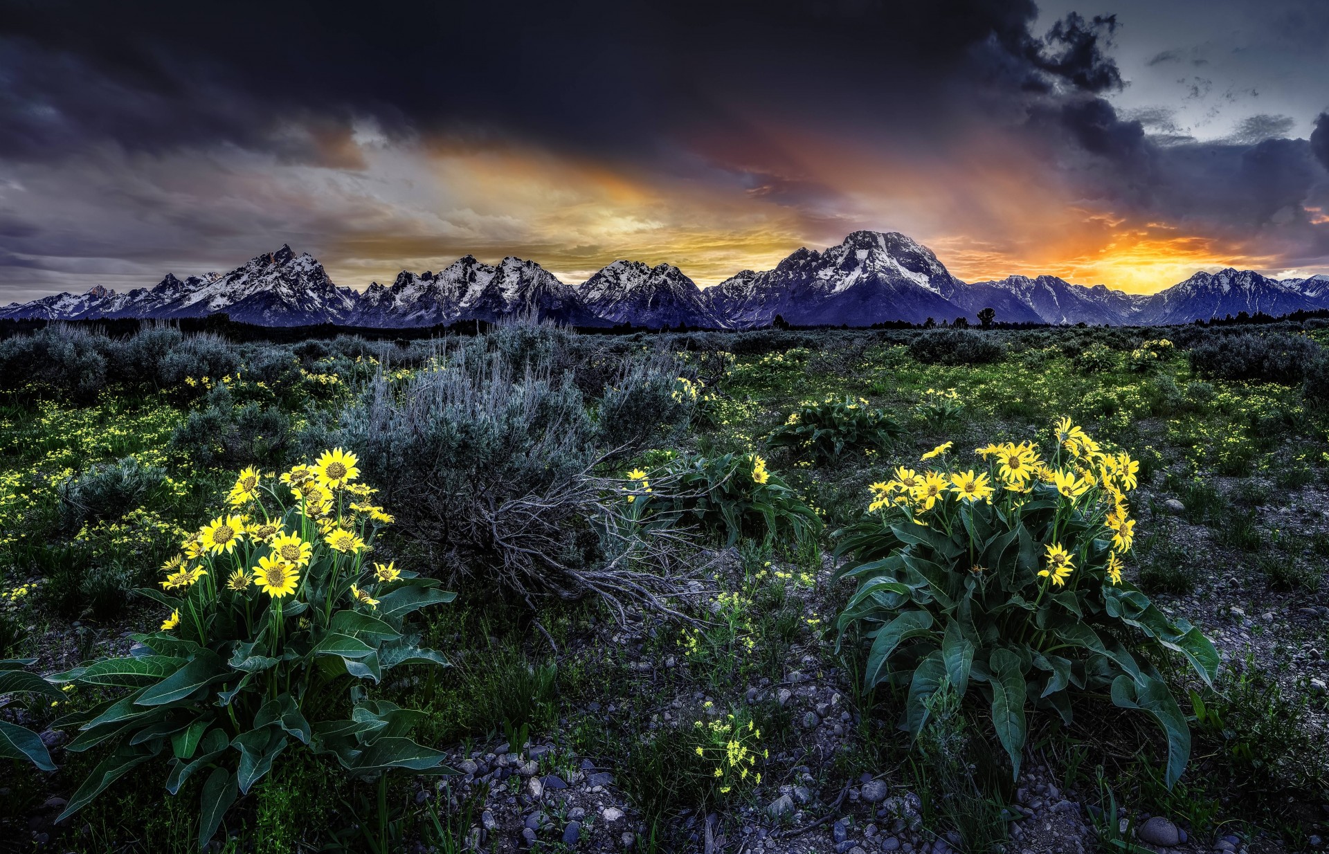 paesaggio tramonto fiori wyoming campo montagne stati uniti