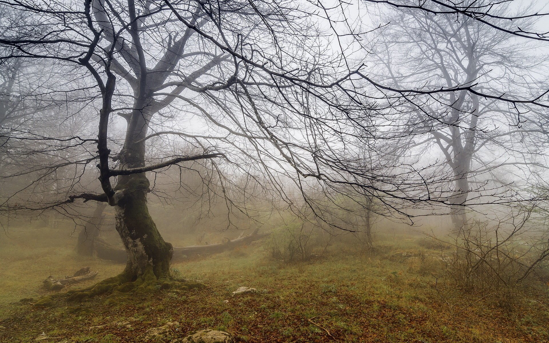 árbol niebla paisaje naturaleza