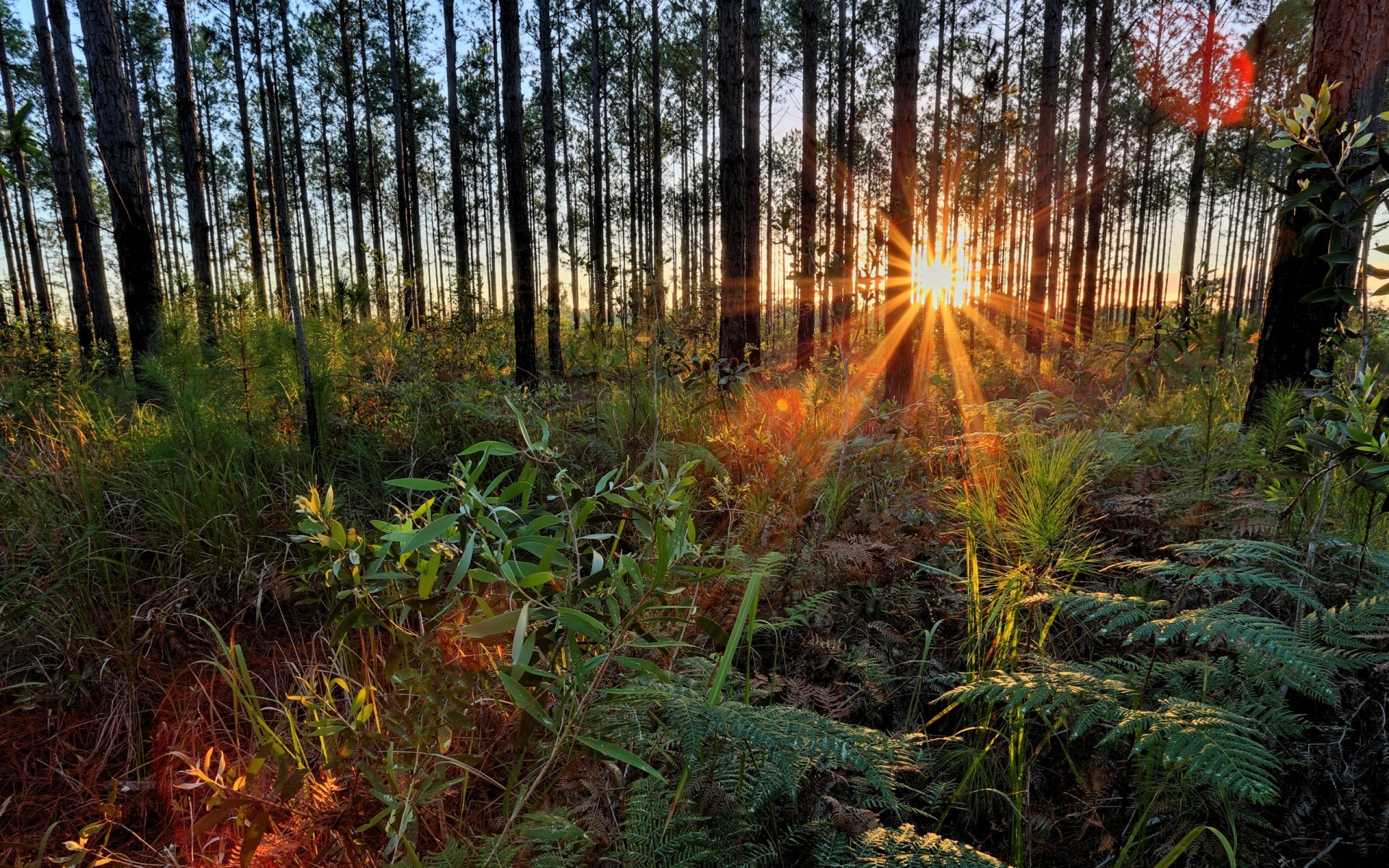 arbres plantes forêt coucher de soleil nature