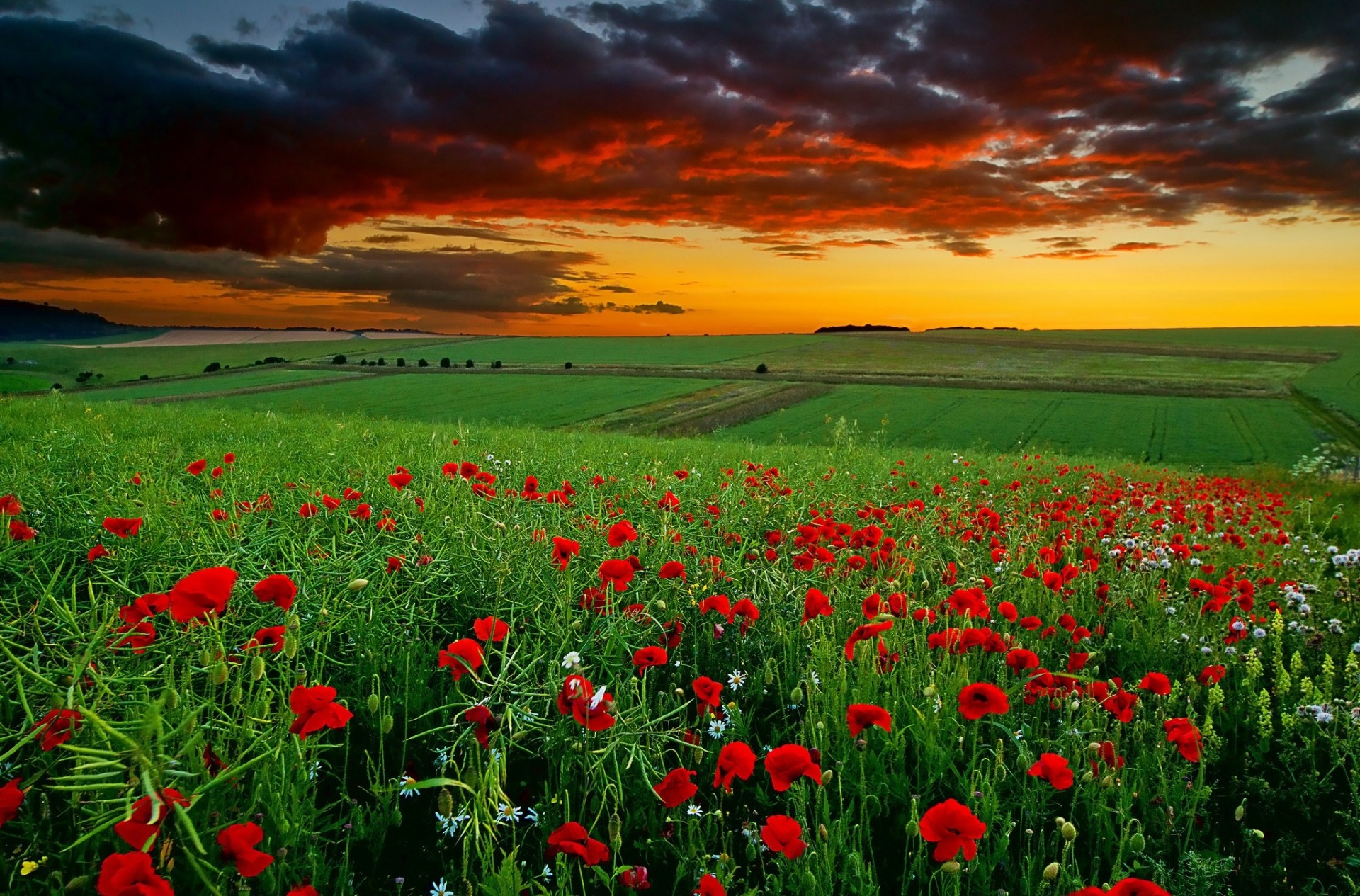 unset chamomile flower clouds poppies the field