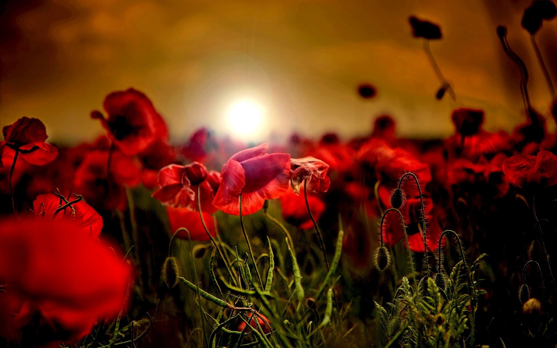 champ coquelicots parc central coucher de soleil rouge