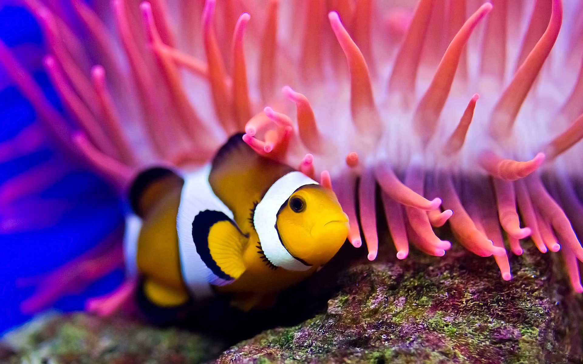 tauchen actinia clownfisch boden meer ozean wasser