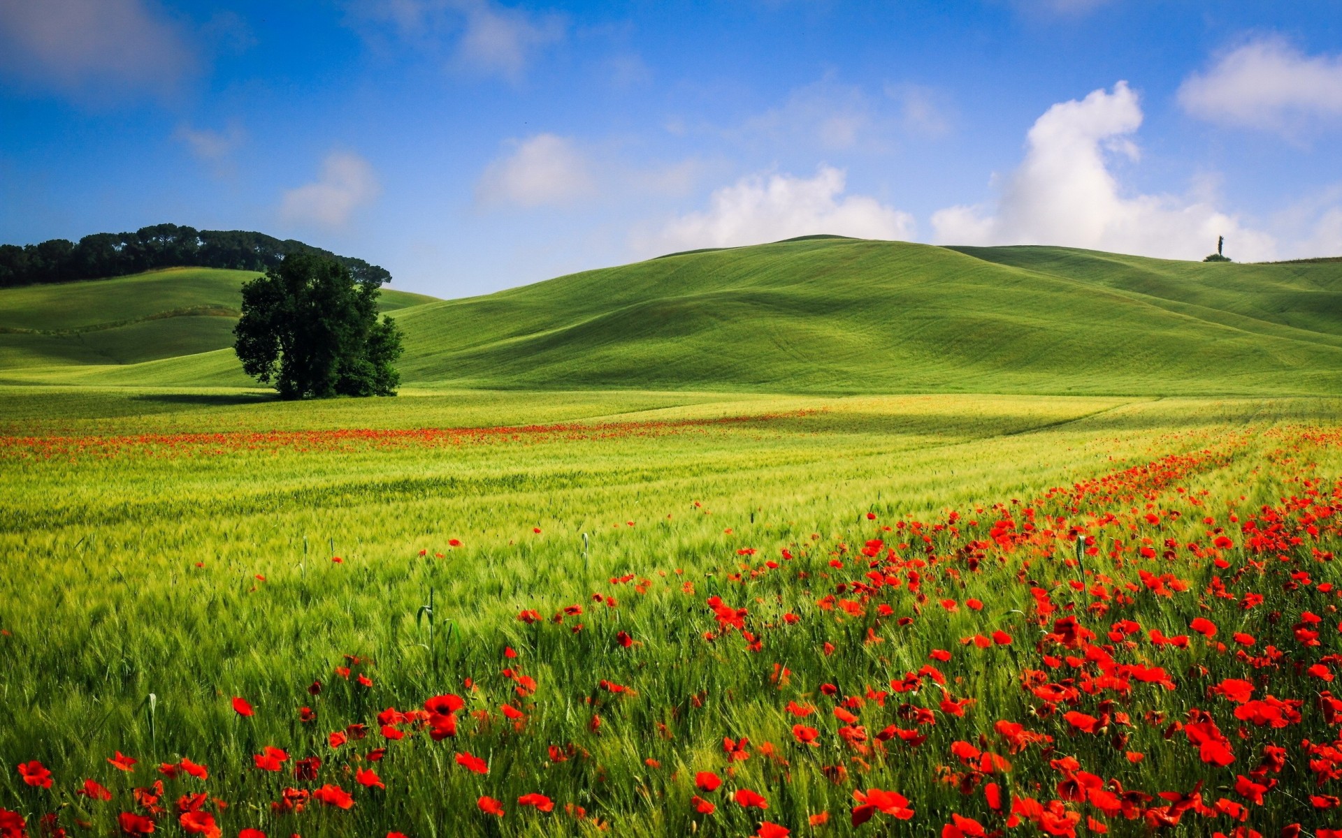 phoenix nature nuages blé arbre fleurs ciel coquelicots collines champ beau