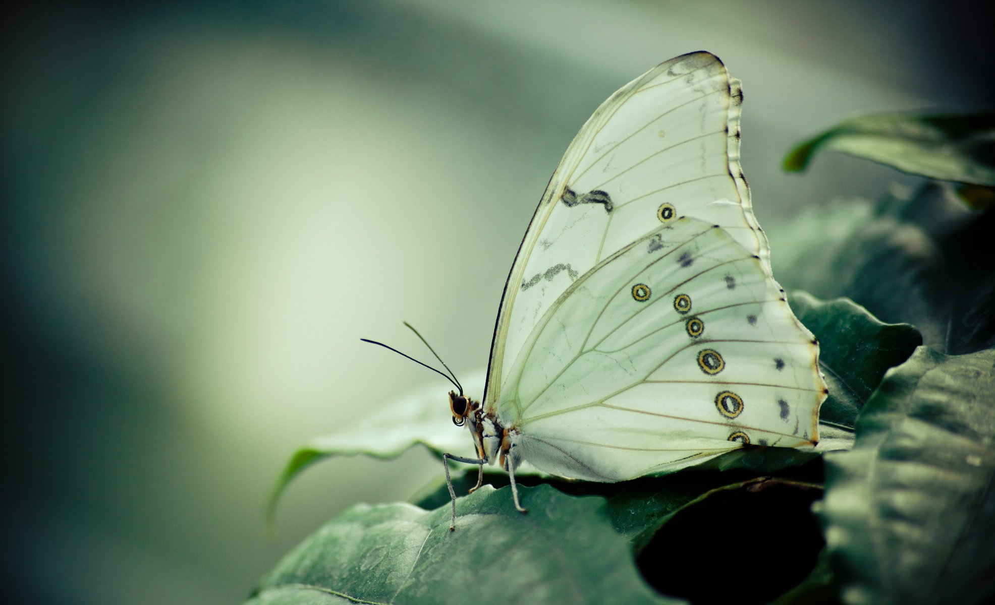 papillon morpho feuillage