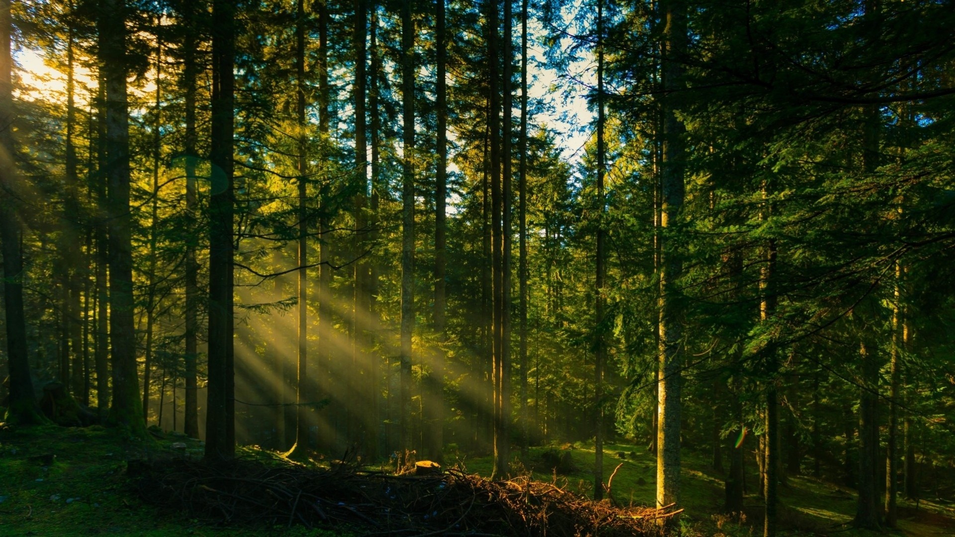 albero di natale albero luce mattina foresta sole cielo raggio verde